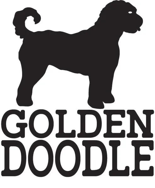 Mini Golden Doodles